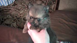 Munchkin TheTeacup Pocket Pomeranian Puppy From Candylandpomscom Houston Texas JIGGY GIGGY [upl. by Fisher564]