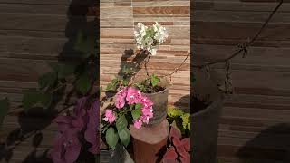 Gardening shorts flowers trending terraceflowers viralvideo plants terracegardens [upl. by Atilemrac]