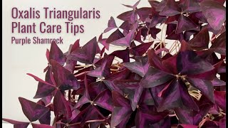 Oxalis Triangularis Care Tips  How to Grow a Lush Purple Shamrock [upl. by Malvie]