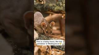 The baby fossa a top predator in Madagascar wildlife [upl. by Hesky]