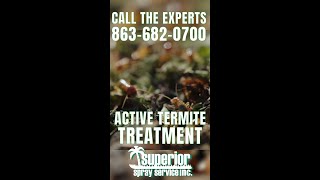 Active Subterranean Termite Treatment  Superior Spray Service [upl. by Hacissej243]