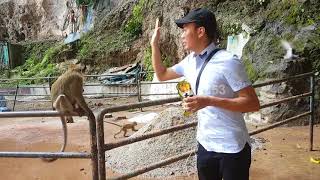 Monkey Bite  Batu Caves [upl. by Idisahc]