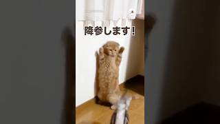 ボクの負けです｜PECO スコティッシュフォールド アメリカンショートヘア 猫 愛猫家 scottishfold americanshorthair cat catlover [upl. by Atin418]