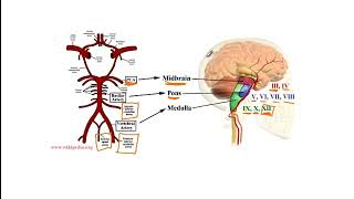 USMLE Video 204 Somatosensory Homunculus Cerebral Vascular Anatomy and Brainstem Stroke Syndromes [upl. by Mattson]