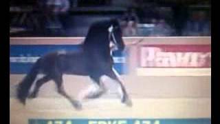 KFPS Friesian Stallion EPKE 474 Hengstenkeuring 2014 Google Exclusive [upl. by Eli]