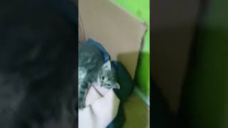 kucing kucinglucu cat fyp [upl. by Hamilah]