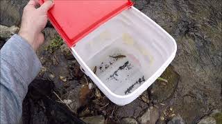 Catching Darters Sculpins And More for My Native Tank [upl. by Eihs]