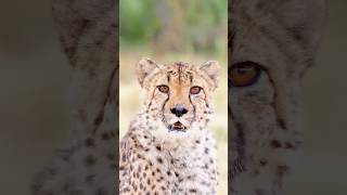 Would You Pet a Cheetah in Africa [upl. by Ingaberg]