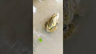 The copulatory pads are present in the forelimbs of the male frog part 2 [upl. by Elacim]