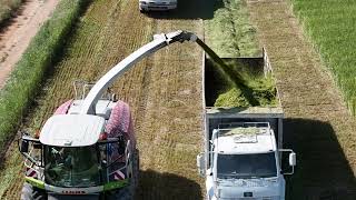 Harvesting Triticale 🌿 is a hybrid of wheat 🌾 and rye DJI 0587 ahmettolgay tolgaytv [upl. by Thenna]