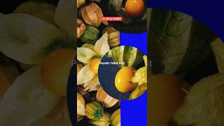 Yellow Raspberry  Physalis Peruviana fruit nature youtube viral trending shorts [upl. by Musser]