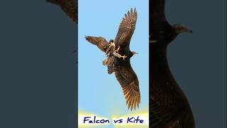 Falcon vs Kite fyp [upl. by Zakarias]