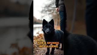 Introducing the Schipperke rarebreed smalldog activedog [upl. by Naicad]