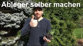 Thuja vermehren Stecklinge Ableger von Koniferen machen selber ziehen [upl. by Annayt]