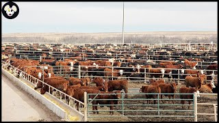 Australias Largest Beef Farm  Most Modern Farming Model  Best Quality Meat [upl. by Andromeda807]