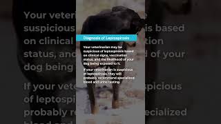 Leptospirosis in dogs doghealth dogsafety leptospirosis vetcare geniusvets pethealth dogcare [upl. by Zeta878]