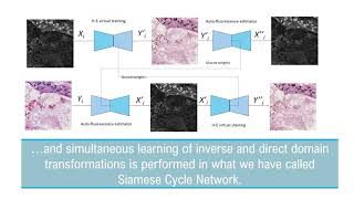 Autofluorescence Image Reconstruction and Virtual Staining for InVivo Optical Biopsying algorithm [upl. by Soisanahta]