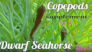 Keeping Copepods for a Dwarf Seahorse Tank [upl. by Avot]