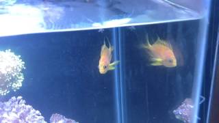 Borbonious Anthias aka Blotchy Anthias My Experience [upl. by Raimondo]