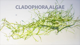 Водоросль кладофора в аквариуме Cladophora algae [upl. by Anomor]