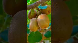 How to Grow Kiwi from Seed at Home plants shorts farming [upl. by Bogie203]