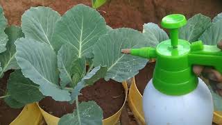 Increase Your Yield with Homemade Organic FOLIAR Liquid Fertilizer [upl. by Aenal]