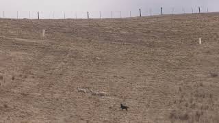 Tasman  Marlborough sheep dog trials Zig Zag Hunt 6 [upl. by Elleynod]