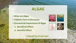 Algae Economical Importance of algae General characteristic of algae [upl. by Amir]