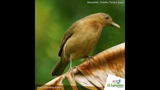 Canto del quotChontequot o quotSenzontlequot Turdus grayi [upl. by Astrea]