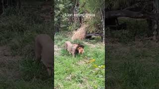 Lion eating grass Vegetarian Lion [upl. by Calypso]