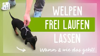 Welpen frei laufen lassen Wie amp wann ihr das machen könnt [upl. by Glynda]