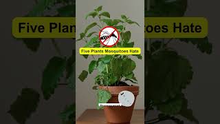 Five Plants Mosquitoes Hate viral trending shorts [upl. by Namsu374]