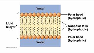 Alpha Helices Across Lipid Bilayer BIOS 041 [upl. by Galang]