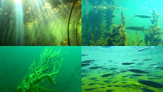 Underwater world Ilovlya river  2 hours 2024 Volgograd region [upl. by Bohrer]