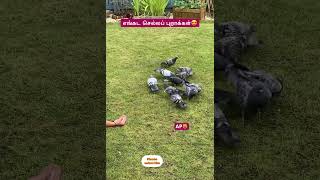 pigeons birds tamil [upl. by Yeoj]