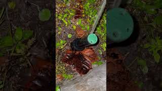 Orbit professional rotary sprinkler head running and turning off￼ sprinkler sprinklerirrigation [upl. by Holcomb371]