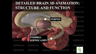 Human Neuroanatomy Detailed Brain 3D Animation  Structure and Function [upl. by Iaj]