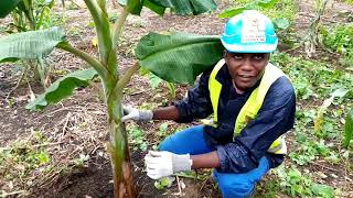 Culture de la banane plantain  comment réaliser une fertilisation raisonnée par injection [upl. by Abraham]