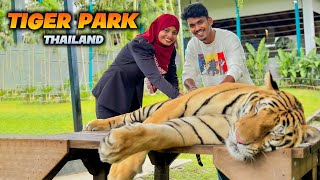 Tiger Park in thailand 🐯❤️  Vlogs  Mabu Crush [upl. by Nocam]