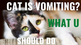 What Should I Do If My Cat Is Vomiting [upl. by Hessler]