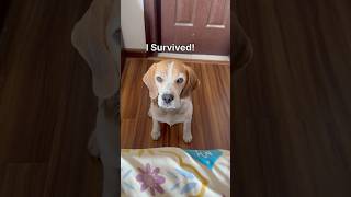 A beagle with trust issues beagles goldenretrievers rottweiler doglover dogmom [upl. by Borg]