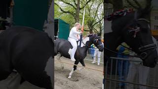 Middelburg Netherlands Ringrijden TravelwithHugoF horses middelburg [upl. by Davita617]