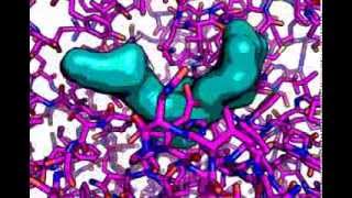 Alphaamylase bound to a polysaccharide analog [upl. by Nutsud]