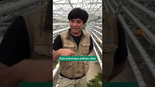 Apa itu Greenhouse Fungsinya Untuk Apa [upl. by Lletram]