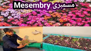 Mesembryanthemum Spring Best Flowers  How To Grow Mesembry Flowers [upl. by Gilbertina]