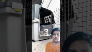 Welcome homecatpets animalscutereptiles petcomedycatsfunny catvideosfuunypetstmyavvjiugla [upl. by Chatterjee808]