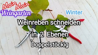 Weinrebe zurück schneiden 2 Ebene Rückschnitt mehrjährige Weinrebe Winter  Herbst Trauben Video 3 [upl. by Enitsrik]