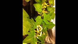 Month 2  2 Wk Magnetic Induction vs HPS Squash Grow Test [upl. by Nosnor]