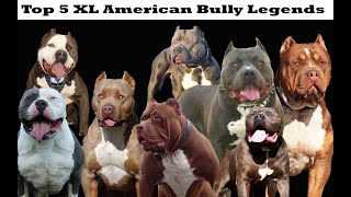 The Top 5 xl American Bully Legends  Pitbull Legends American Bully dog breed history [upl. by Pansir]