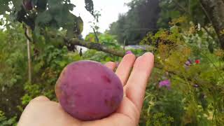 Prunus Domestica Opal Fruits  Plum Tree Opal [upl. by Odnalor337]